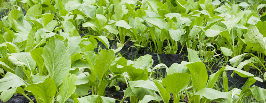 vegetable seedlings ready to plant