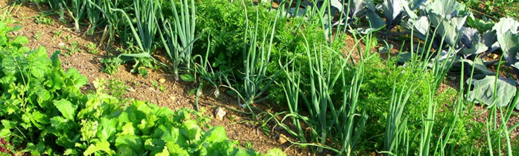Spring Garden Tips blog. Vegetable patch, UK