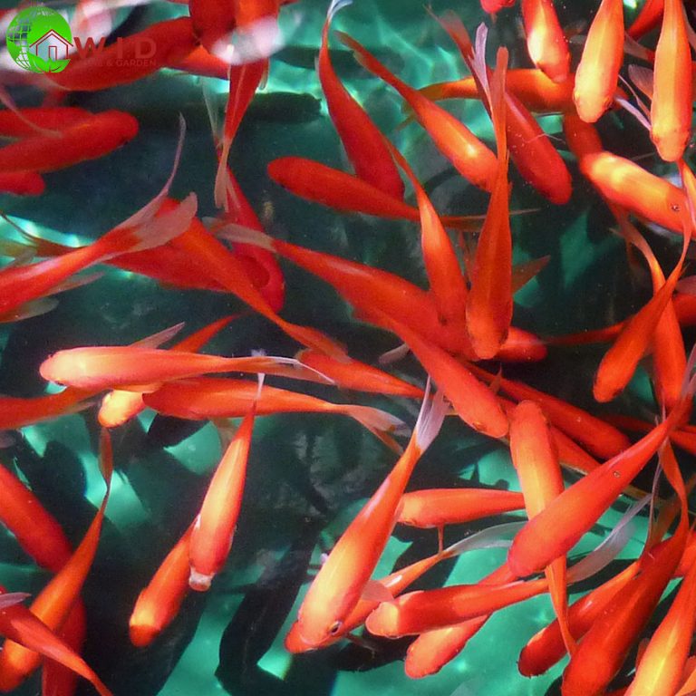 Goldfish and cold water varieties Waterways Garden Centre