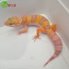 Gecko pets UK