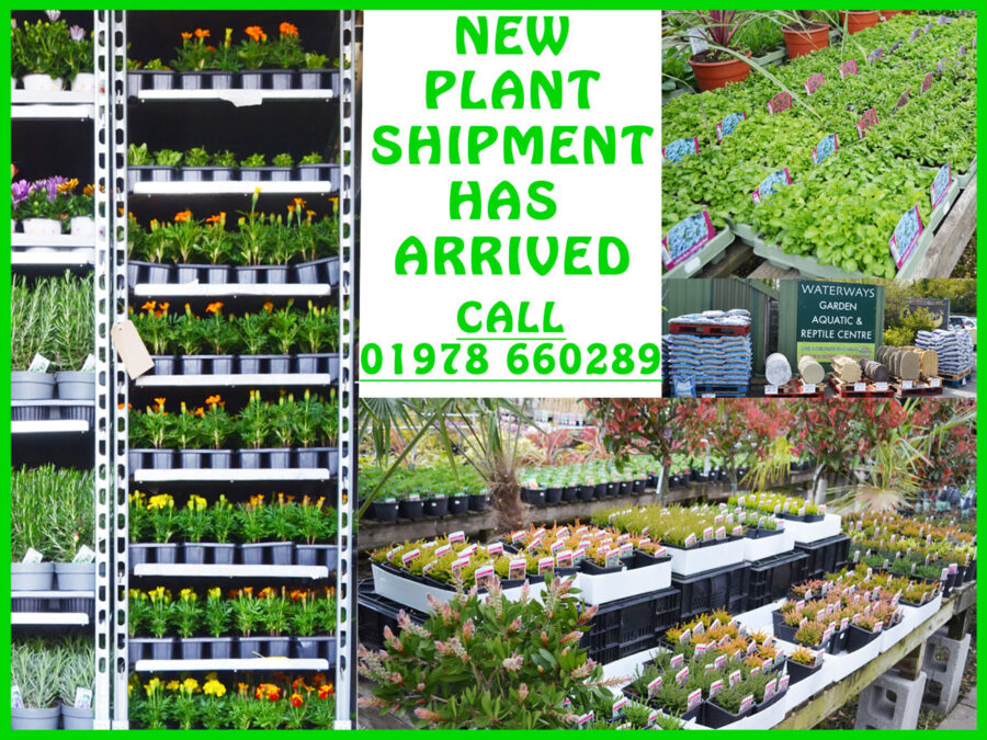 New plants at garden centre