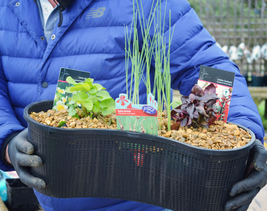 Pond basket. uk