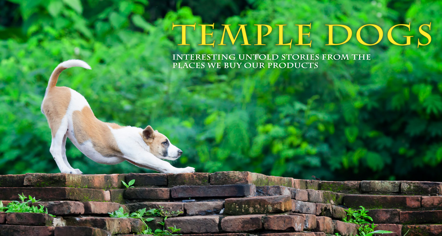 Temple dogs blog