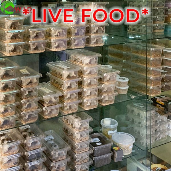 live food for reptiles