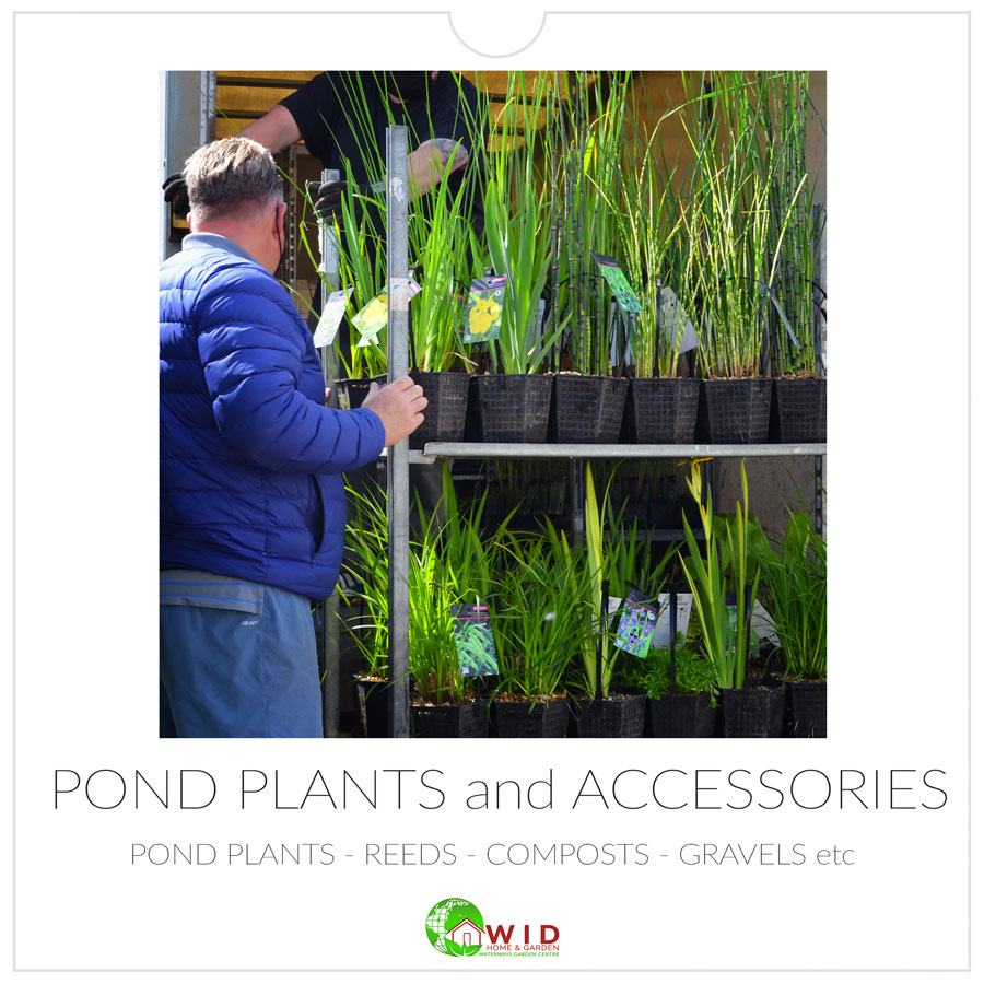 Pond plants and accessories